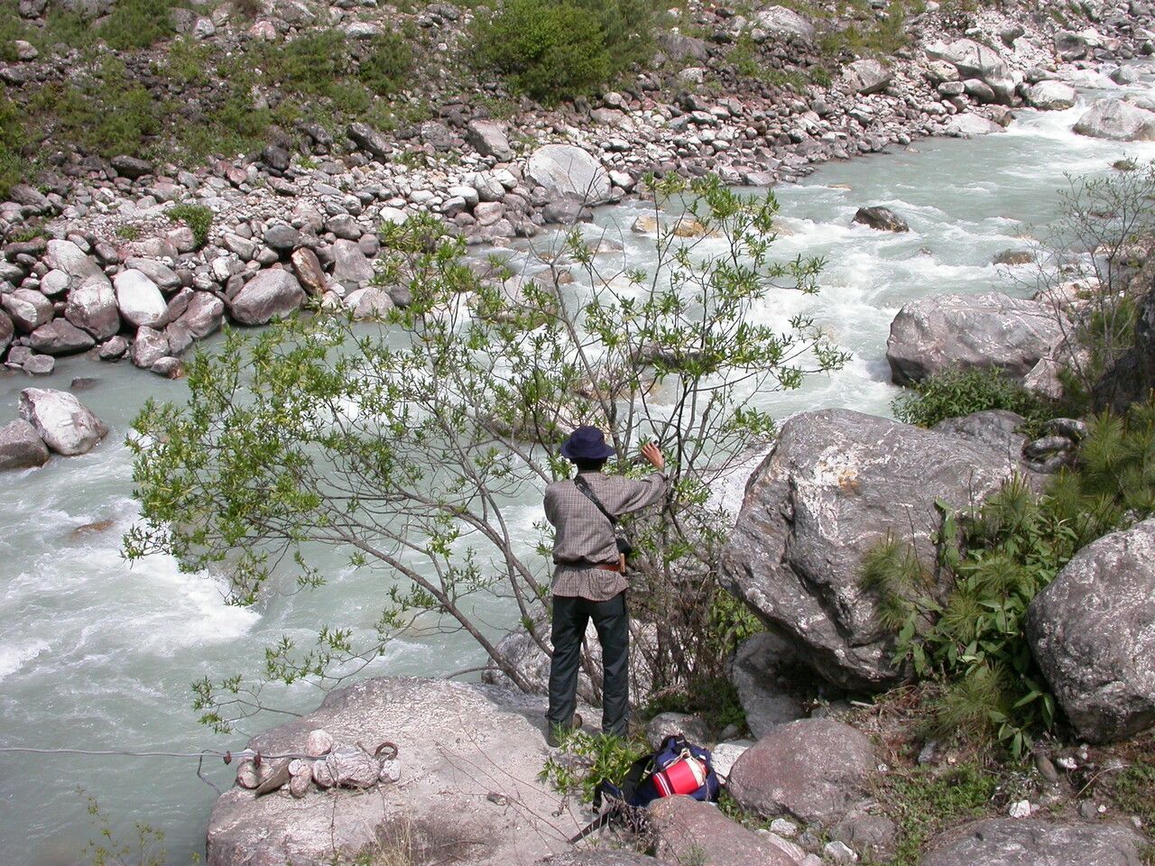Salix longiflora habit