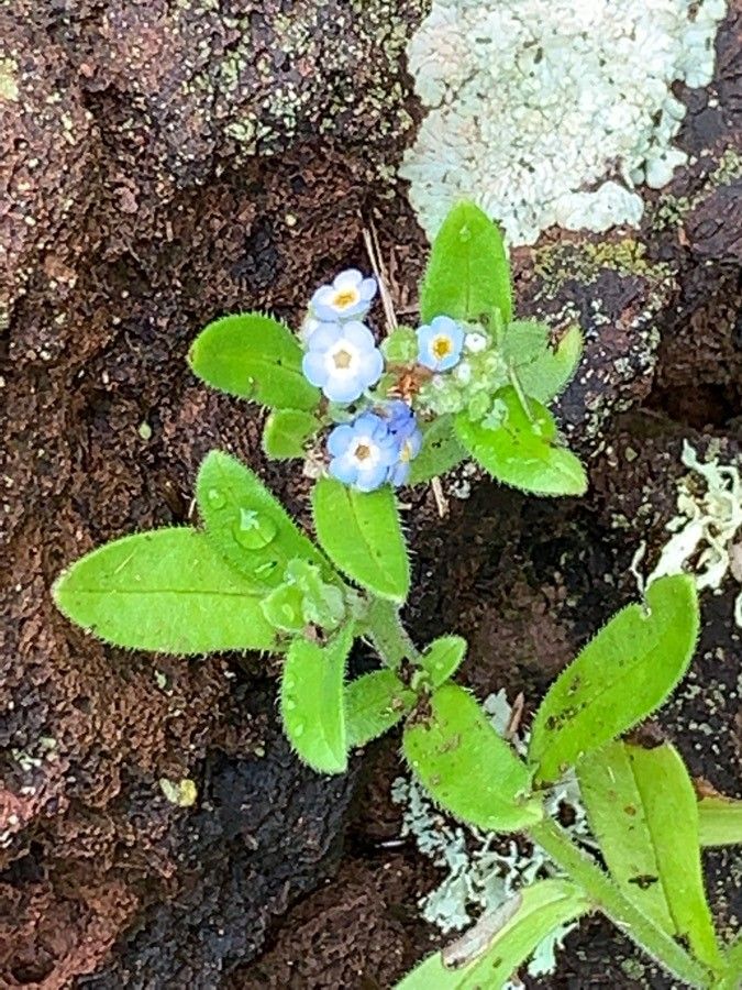 Myosotis maritima — search result for 'Azores'