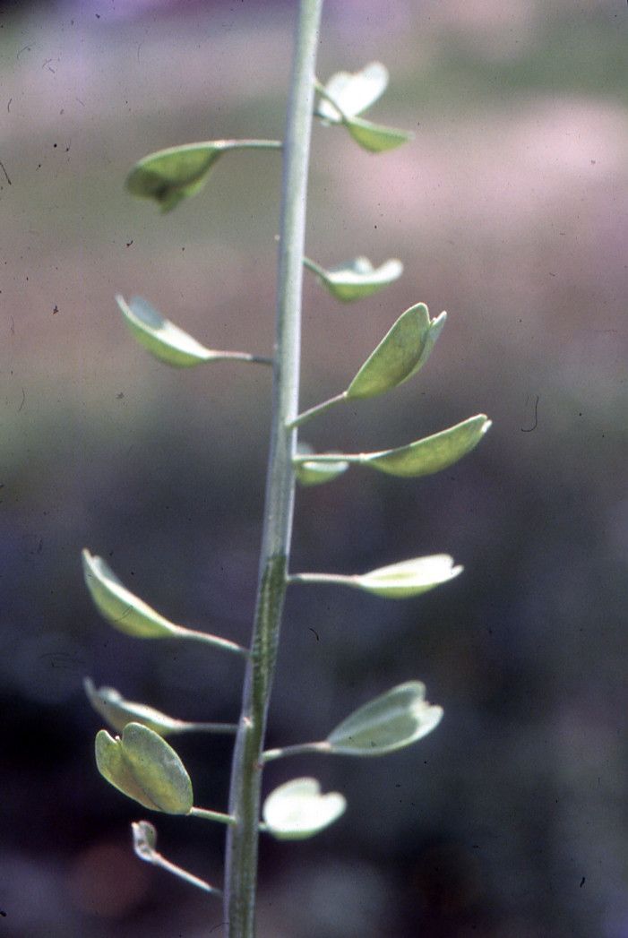 Noccaea alpestris fruit