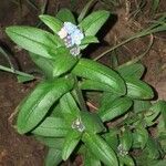 Myosotis latifolia