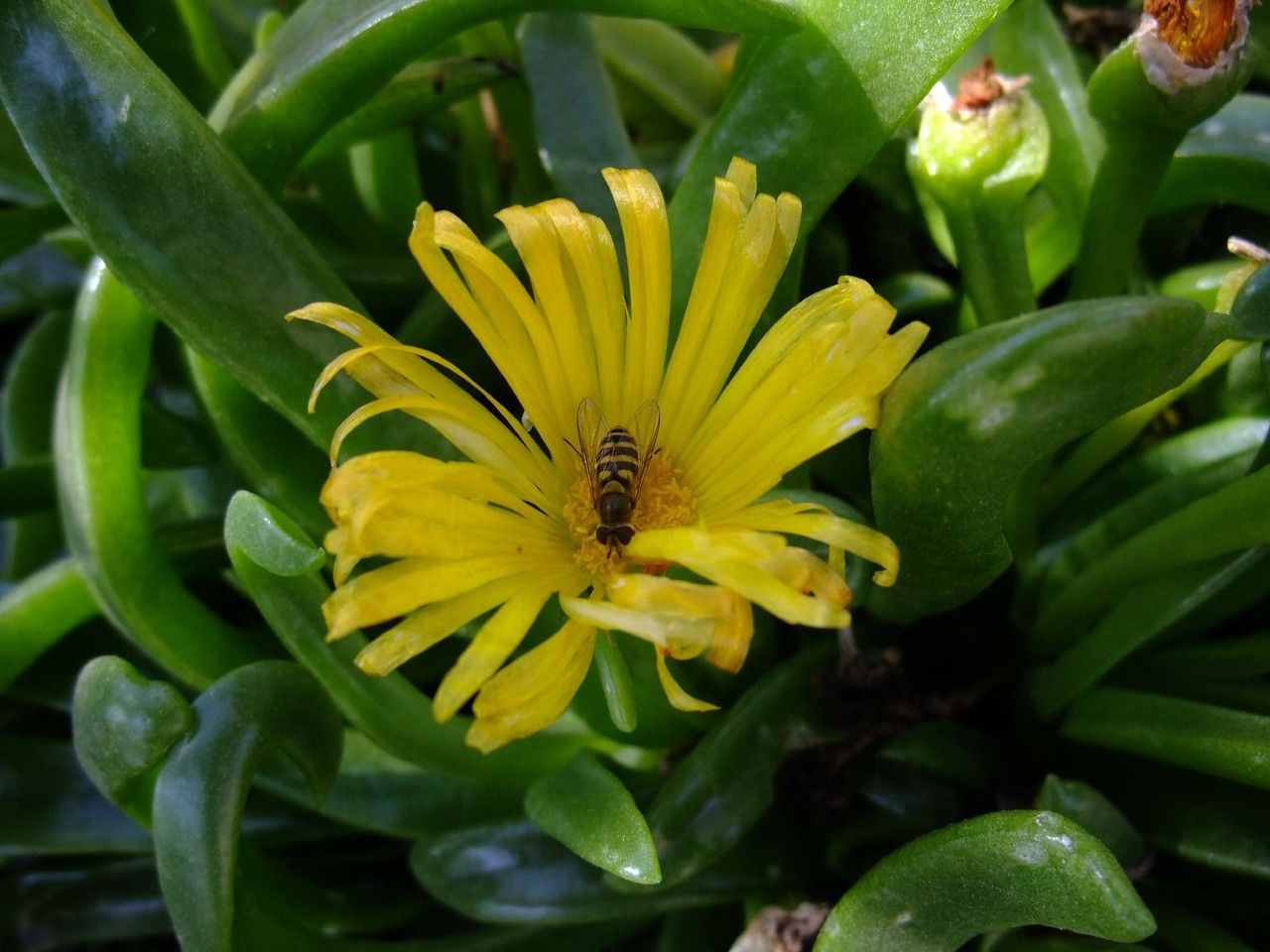 Glottiphyllum cruciatum flower