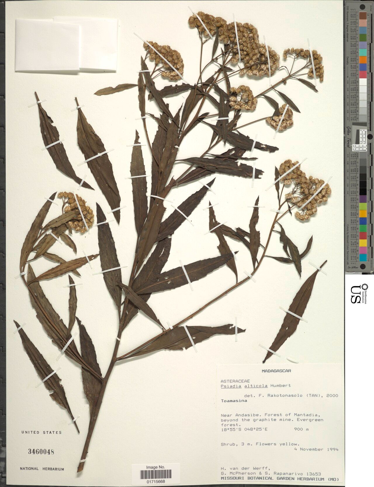 Psiadia alticola — related species from the same genus