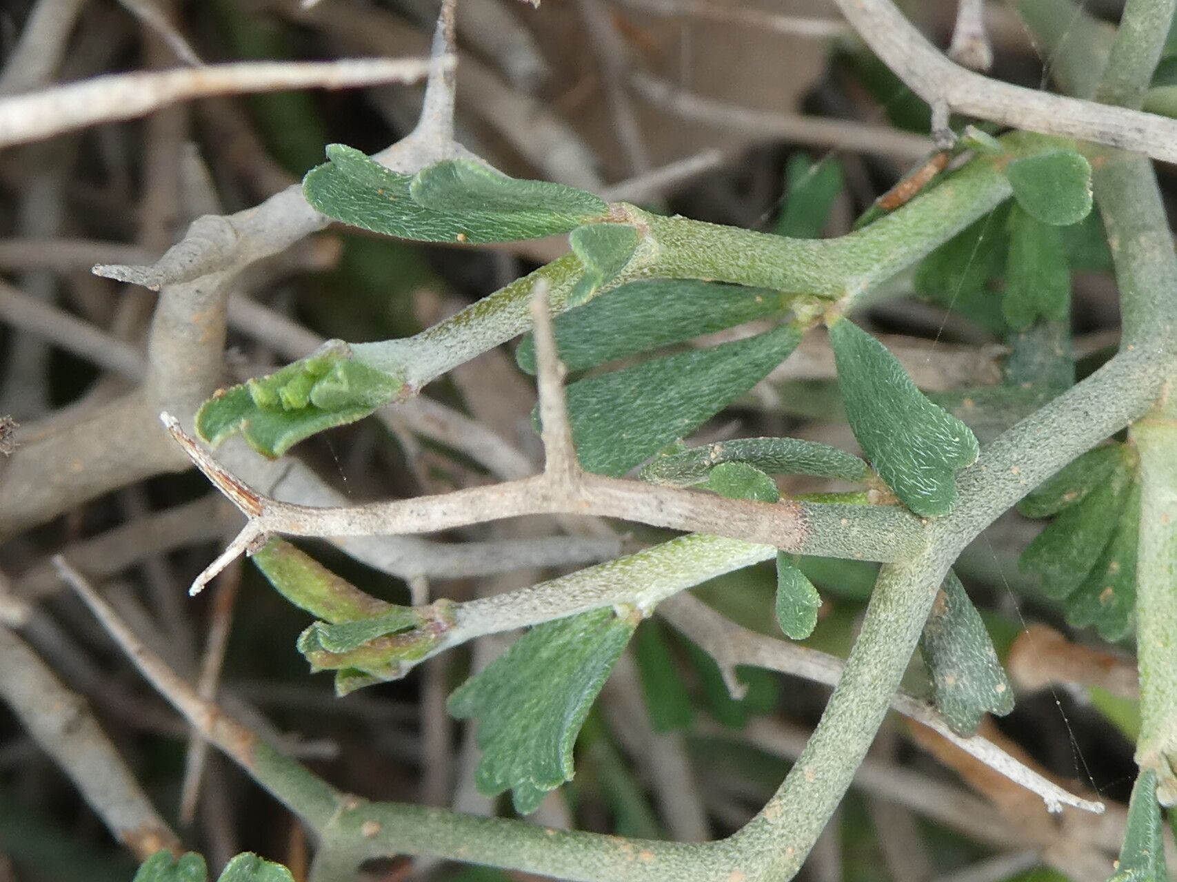Lotus fulgurans leaf