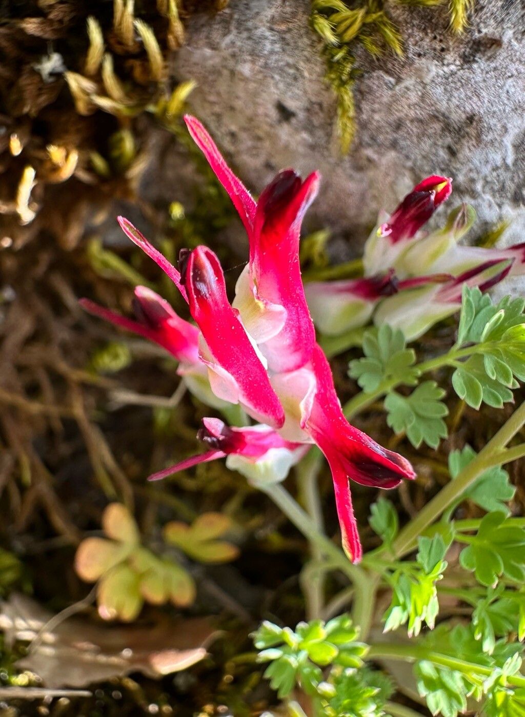 Fumaria macrosepala flower
