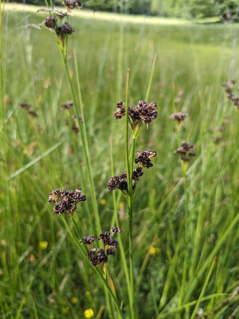 Juncus thomasii — search result for 'Juncus'