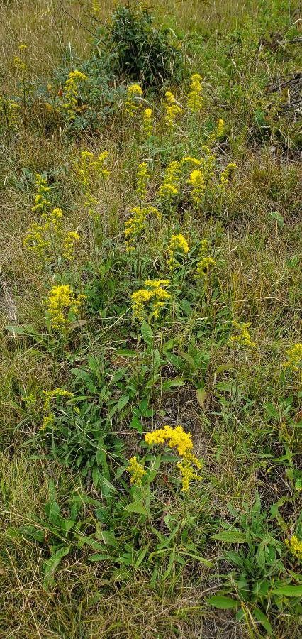 Solidago nemoralis habit