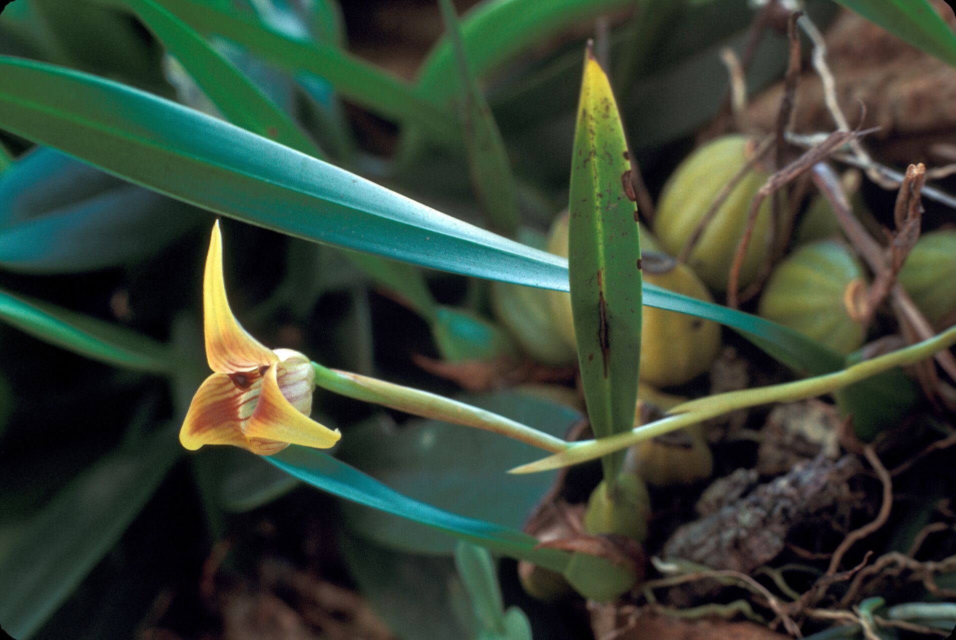 Maxillaria subrepens — houseplant care guide