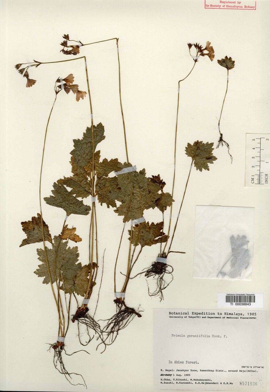 Primula geraniifolia other