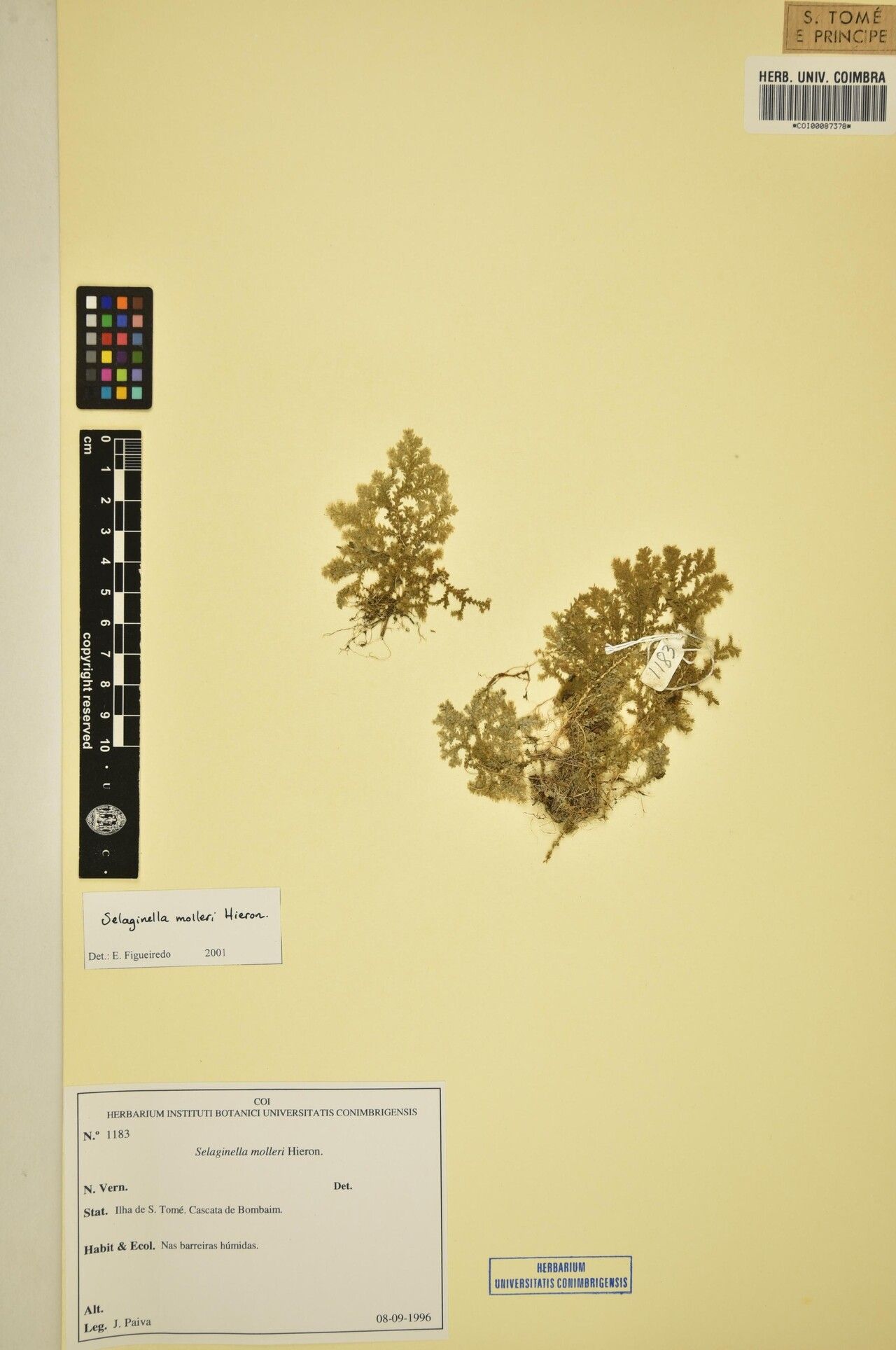 Selaginella molleri — houseplant care guide