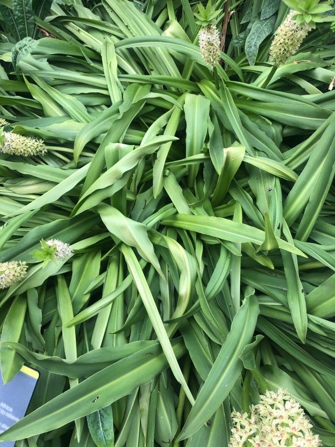 Eucomis autumnalis leaf