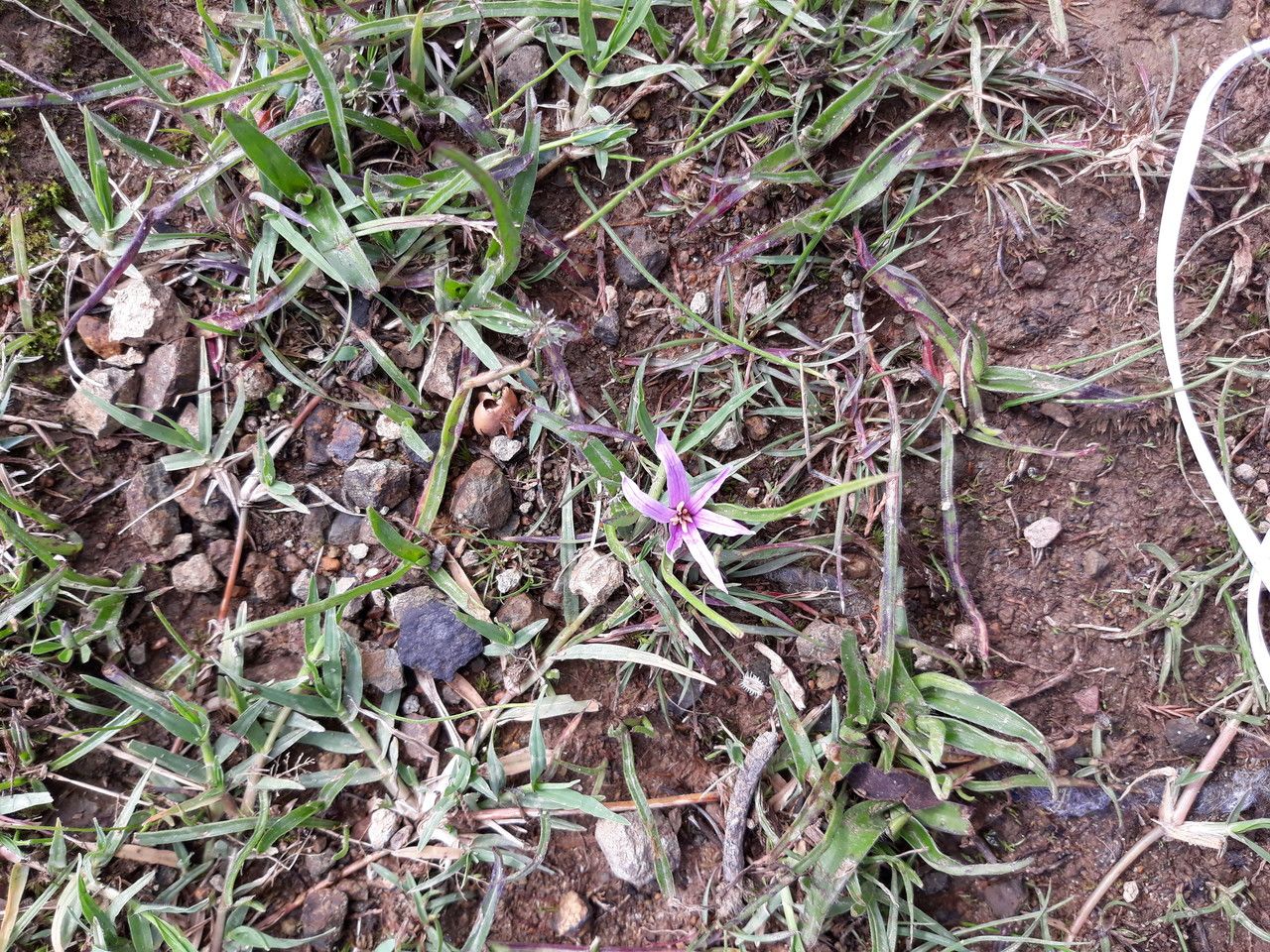 Colchicum schimperianum habit