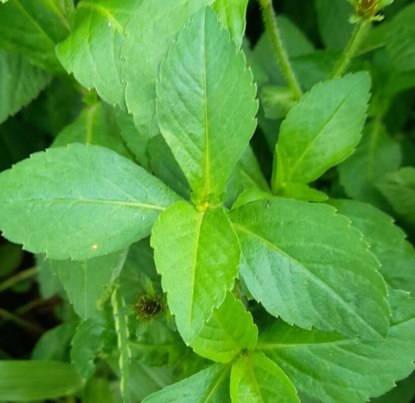 Heterosperma ovatifolium — related species from the same genus