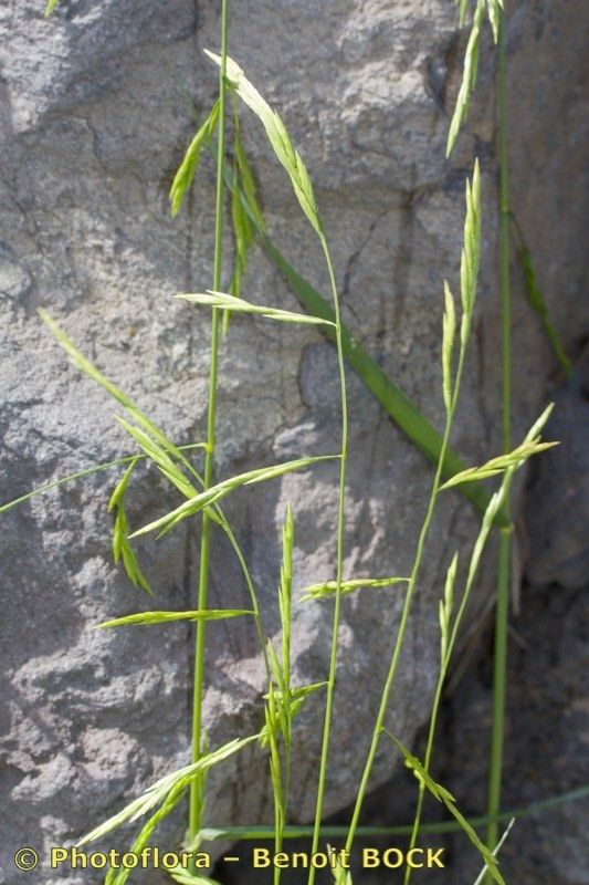 Catapodium tuberculosum other