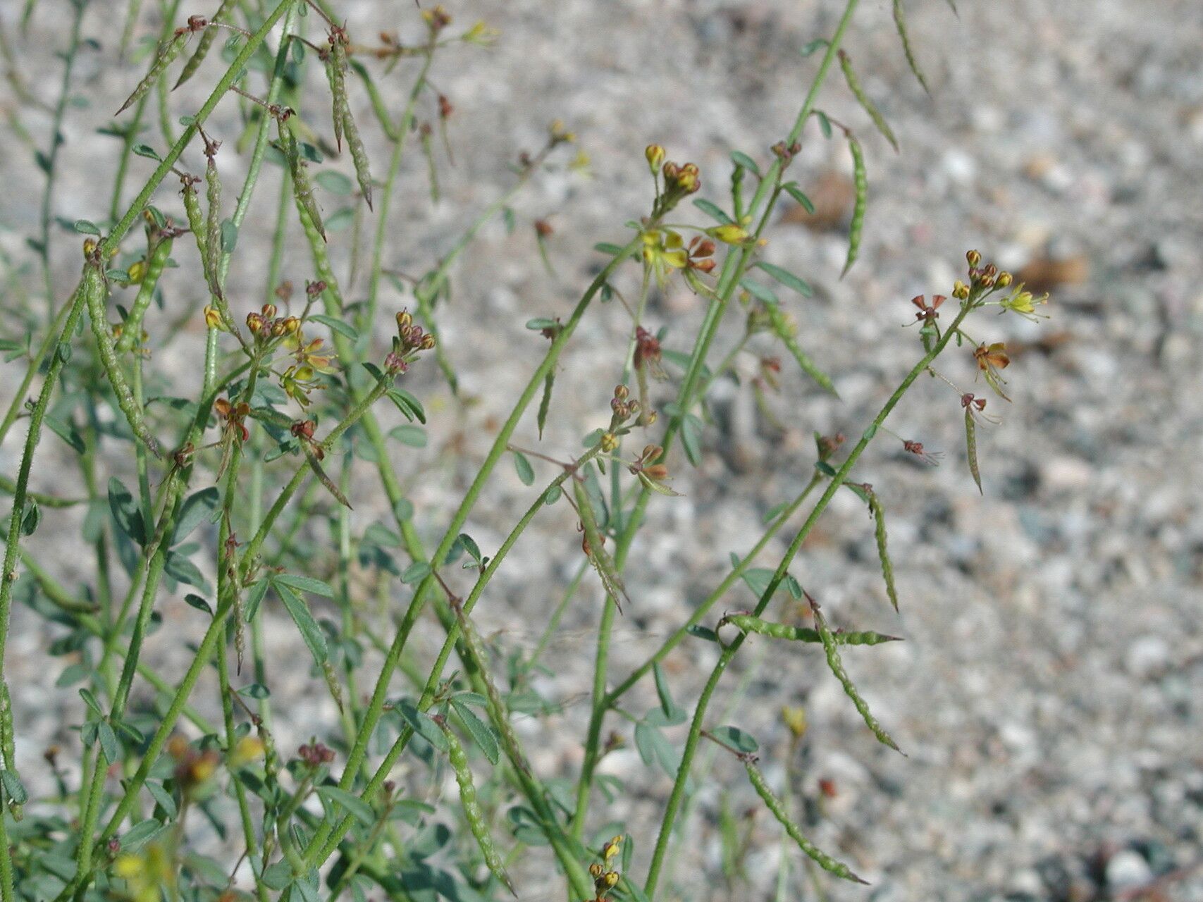 Cleome ornithopodioides fruit