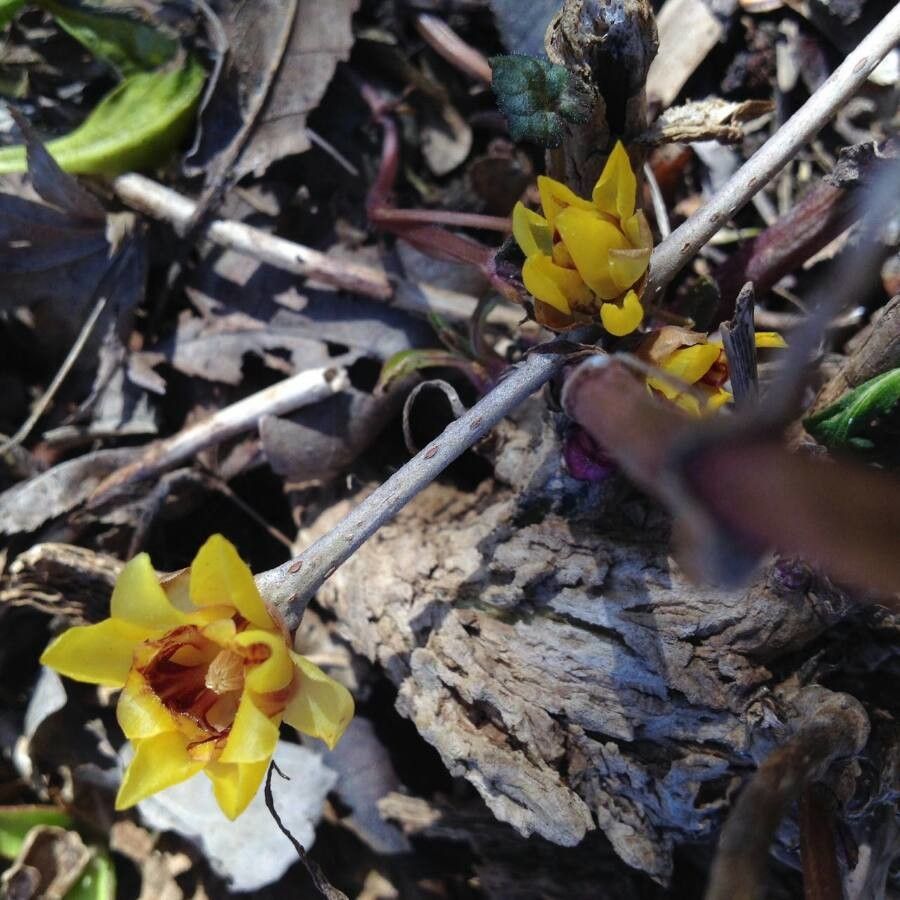 Chimonanthus fragrans flower