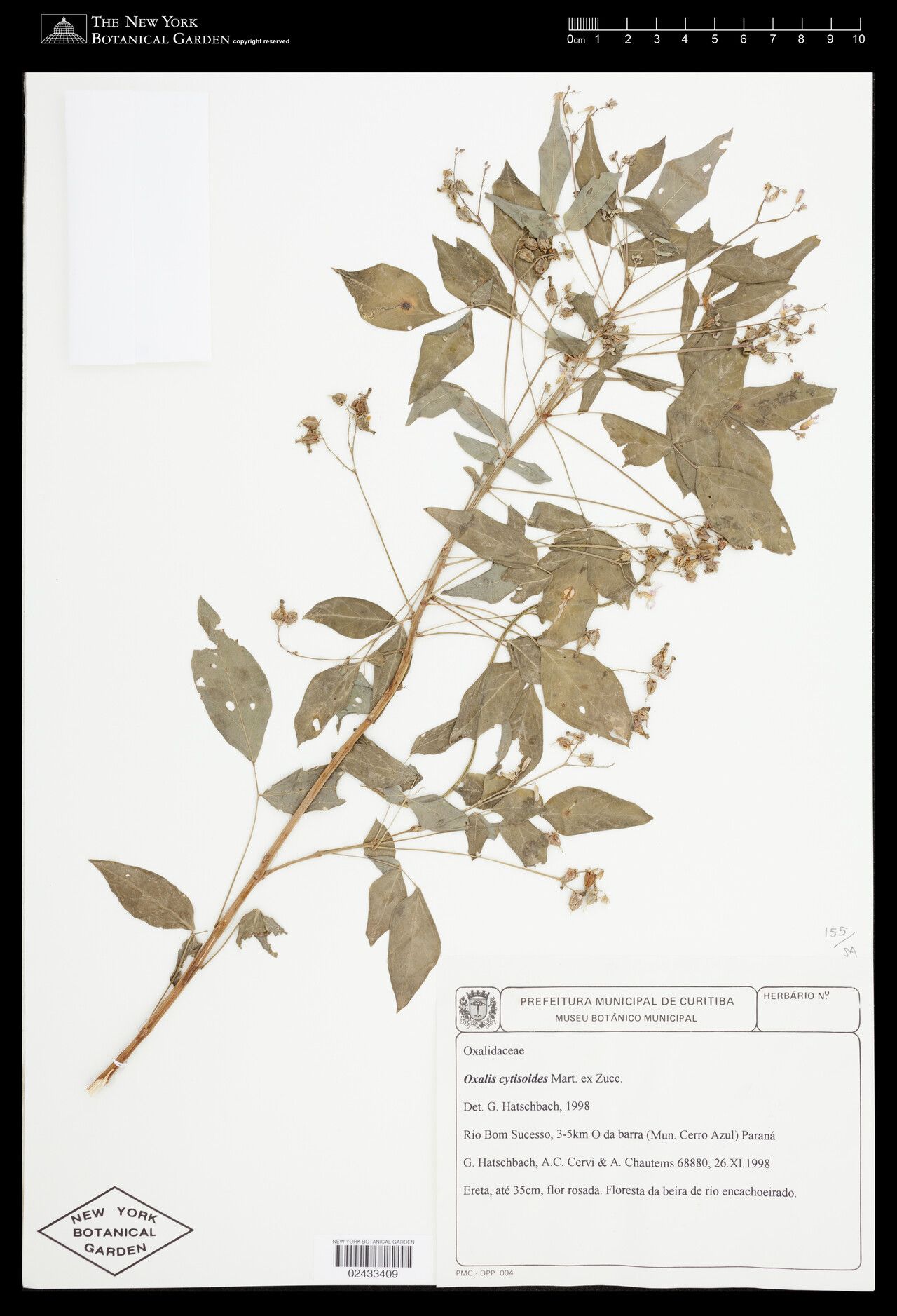 Oxalis cytisoides other