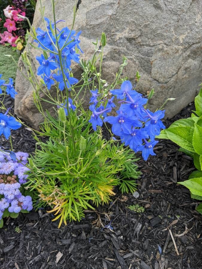 Delphinium carolinianum flower