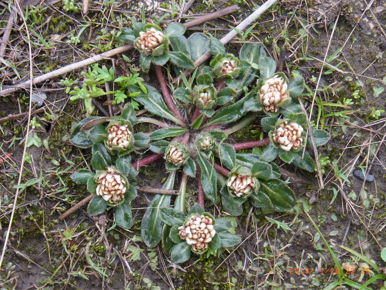 Gomphrena meyeniana habit