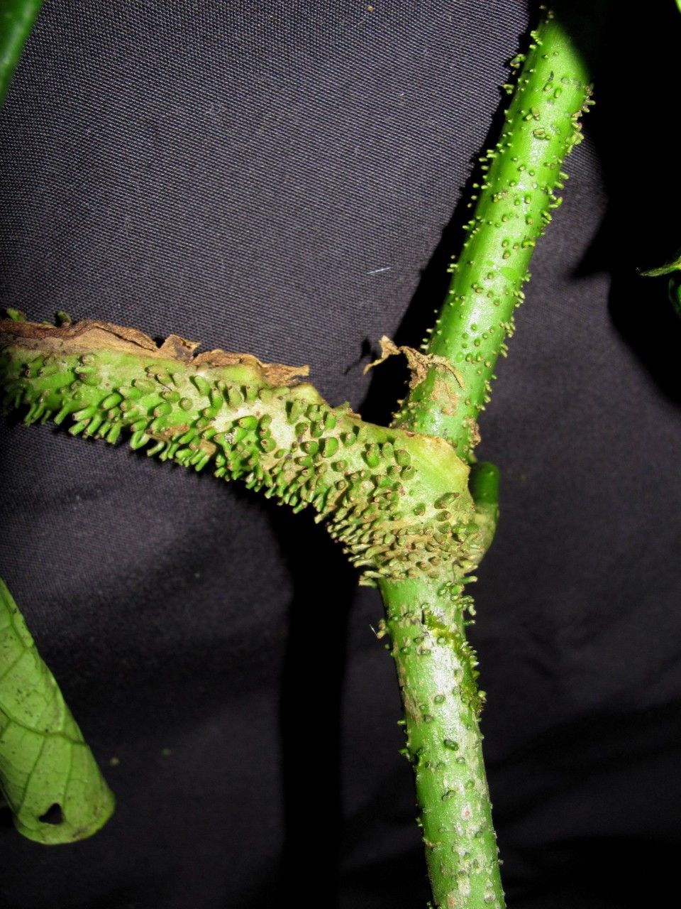 Piper clavuligerum bark