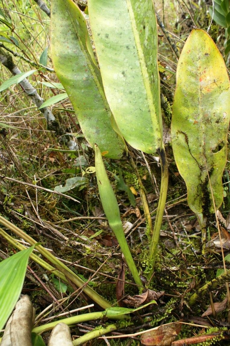 Philodendron pulchrum — houseplant care guide