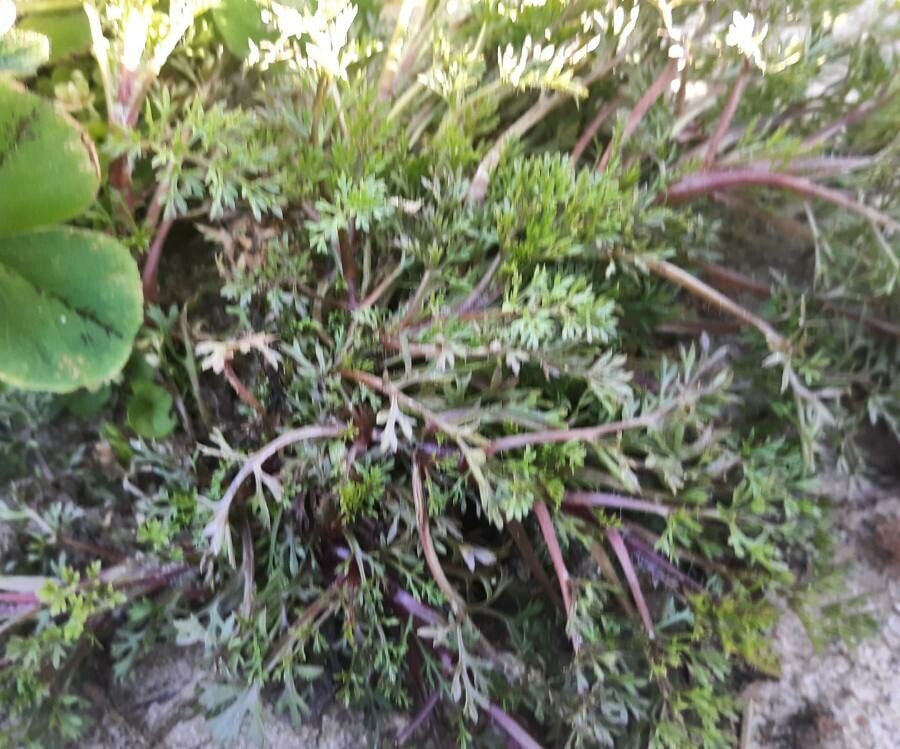 Soliva sessilis habit