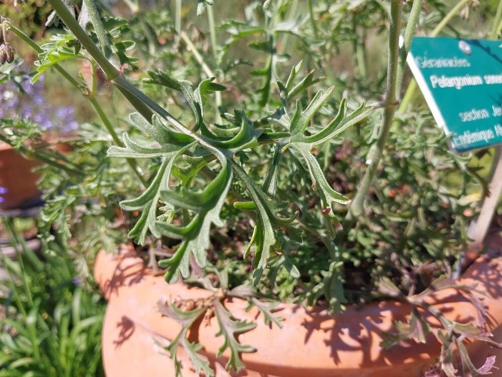 Pelargonium senecioides — houseplant care guide
