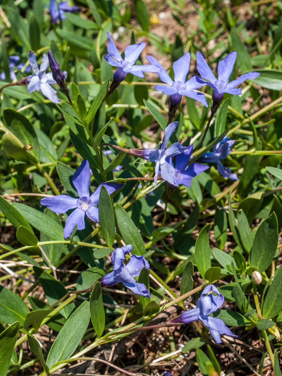 Vinca herbacea habit