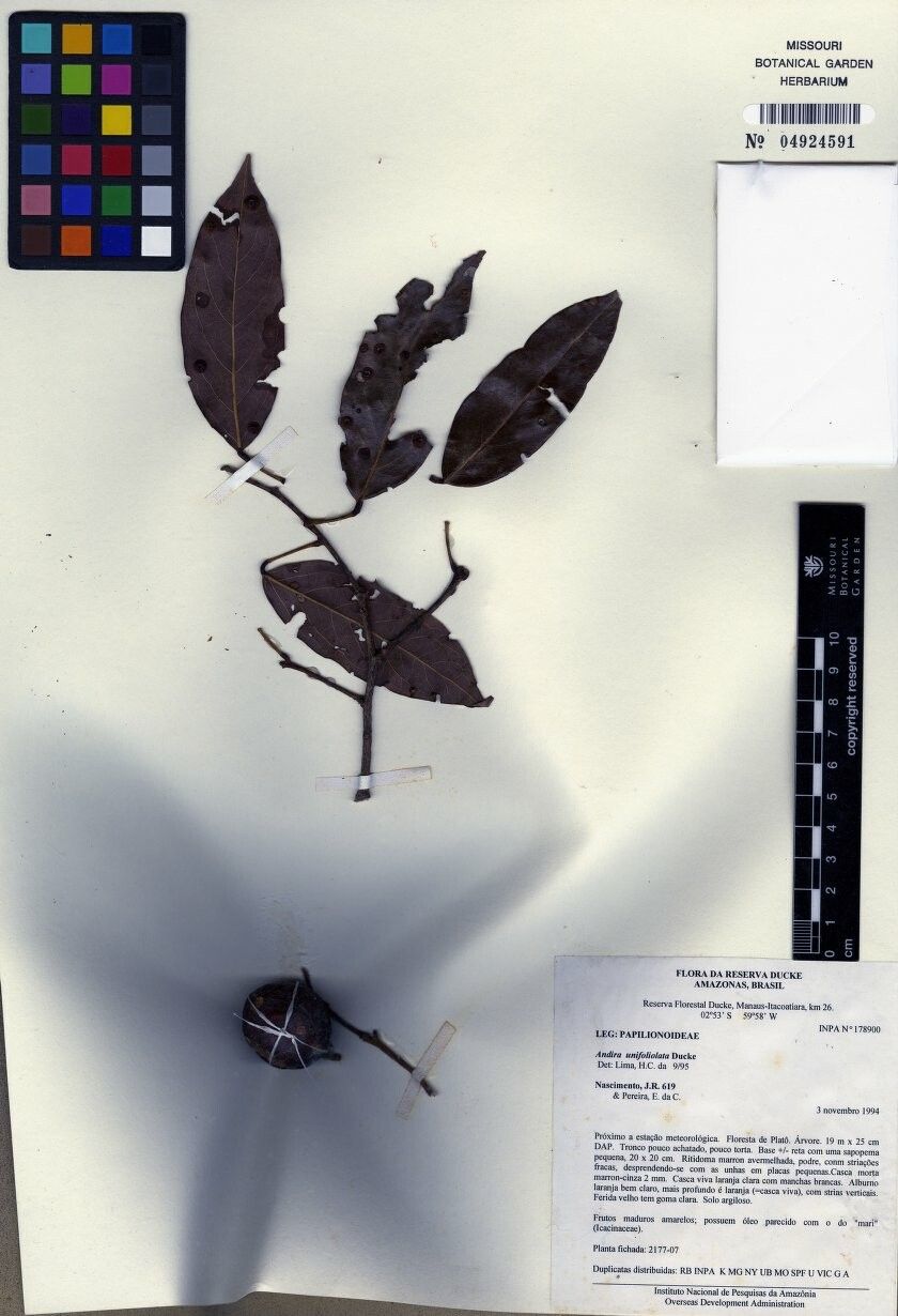 Andira unifoliolata — search result for 'Andira'