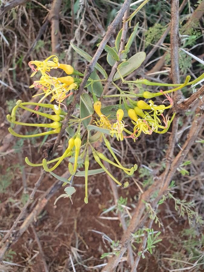Plicosepalus sagittifolius flower