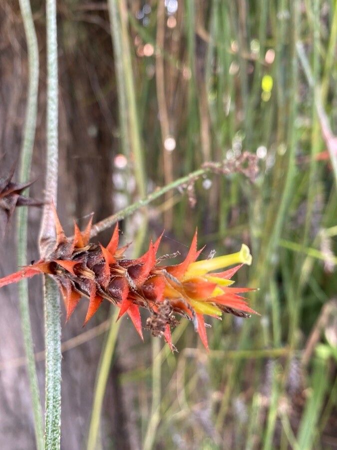 Acanthostachys strobilacea flower