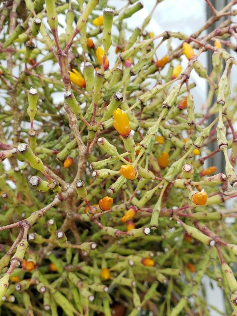 Hatiora salicornioides flower