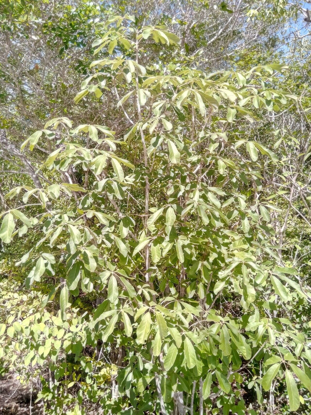 Vitex stellata habit