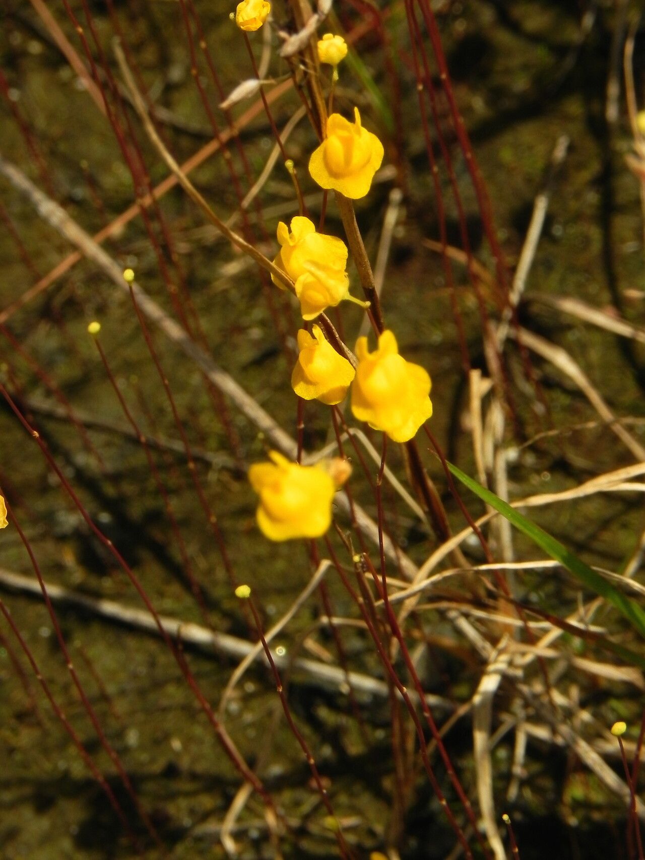 Utricularia longeciliata — search result for 'Utricularia'
