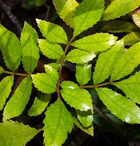 Pterophylla sylvicola — houseplant care guide