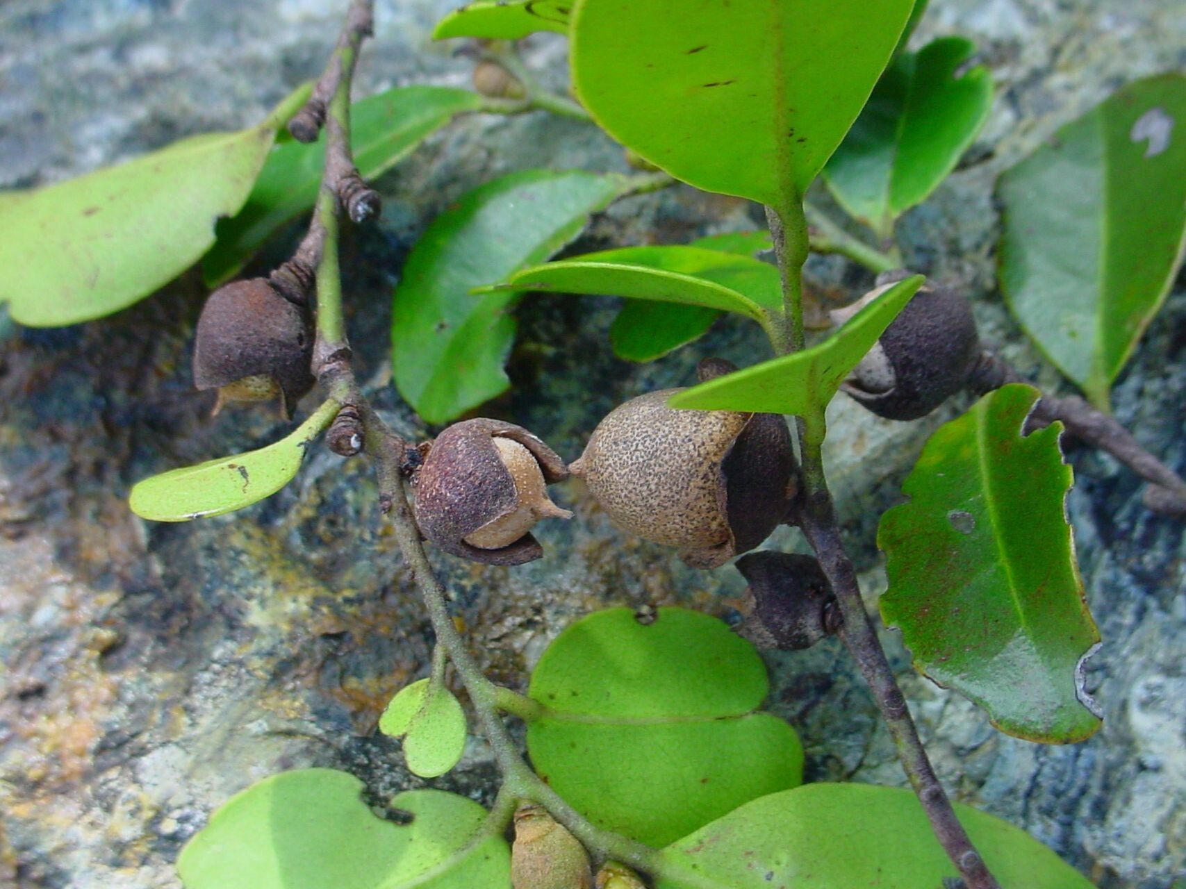 Diospyros hequetiae fruit
