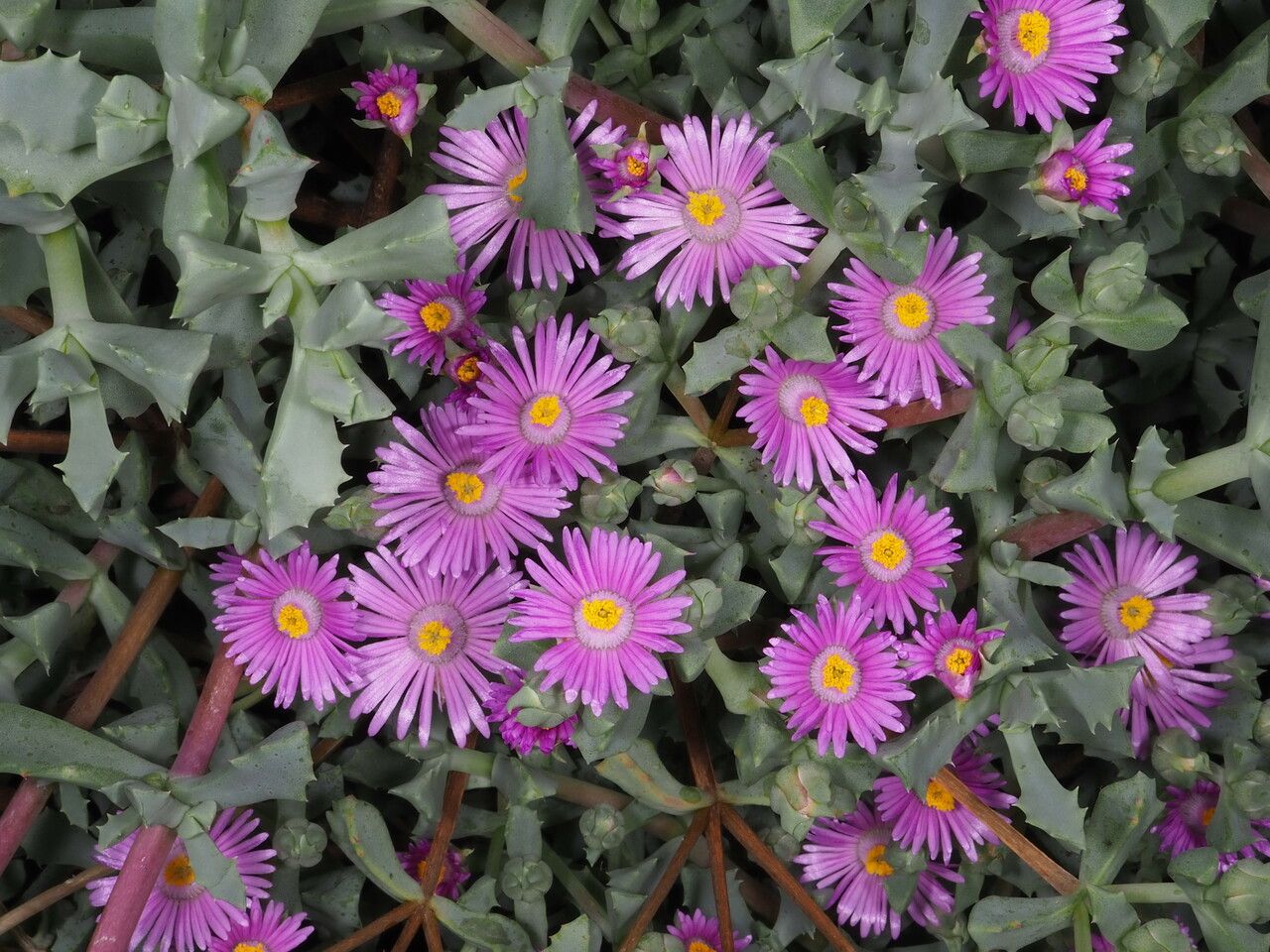 Lampranthus deltoides flower