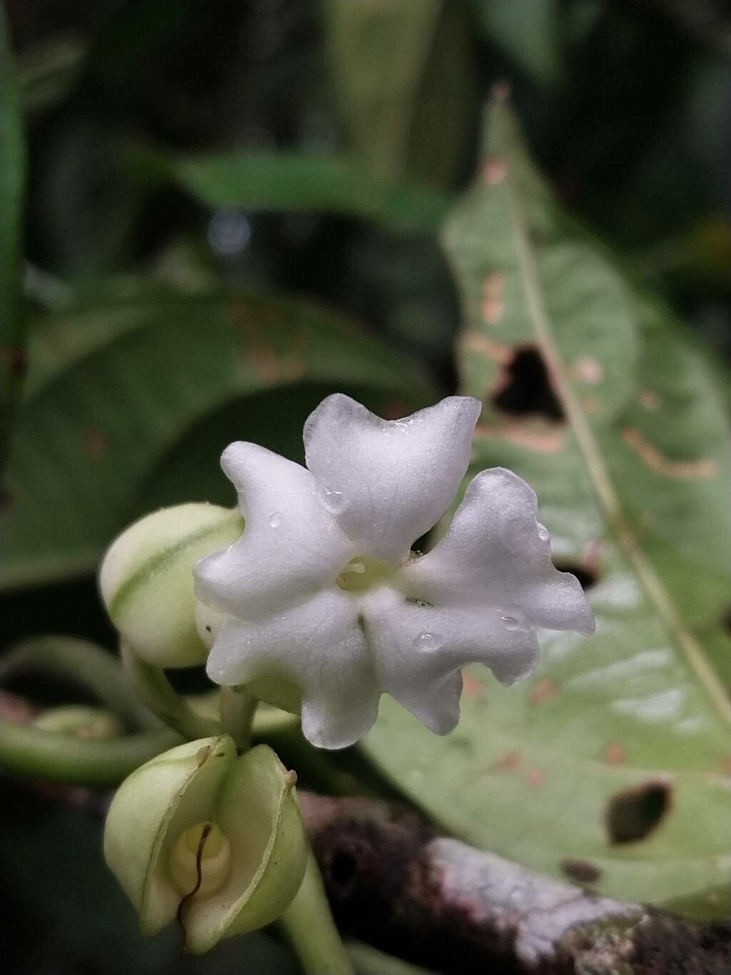 Mendoncia brenesii — related species from the same genus