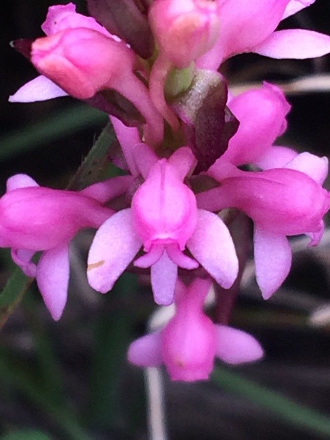 Satyrium nepalense flower