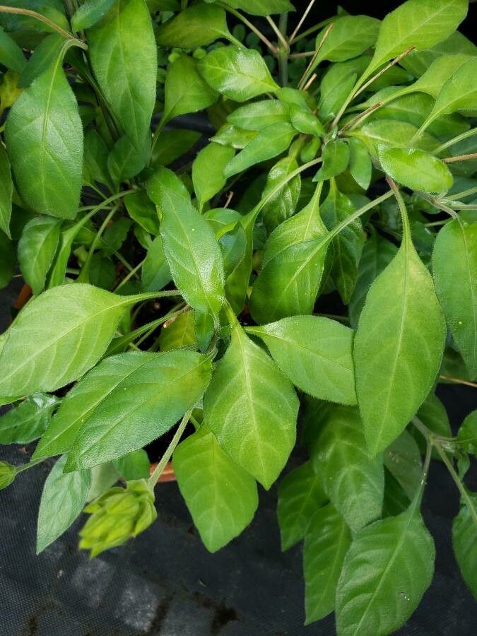 Crossandra nilotica leaf