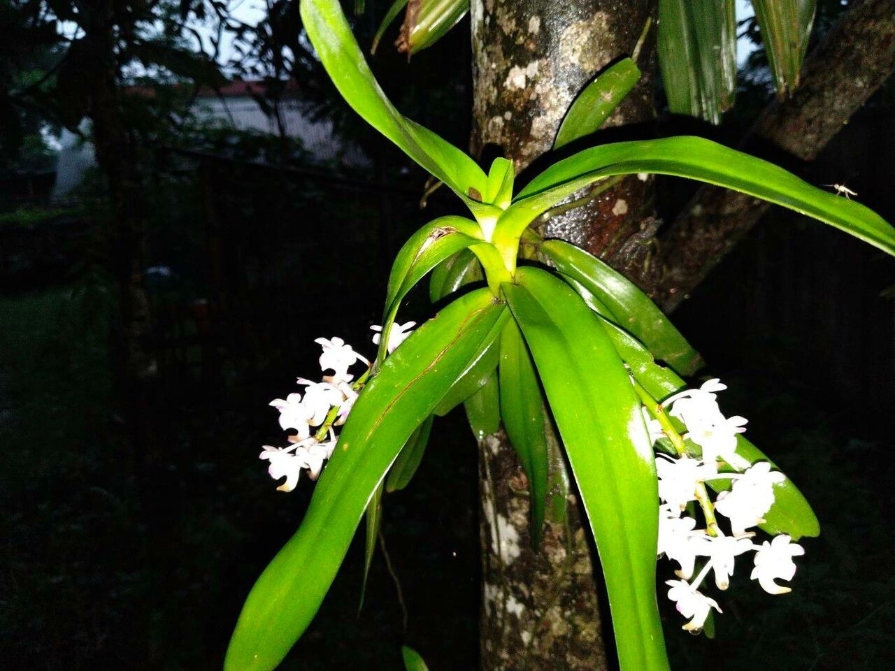 Aerides odorata — search result for 'Cambodia'