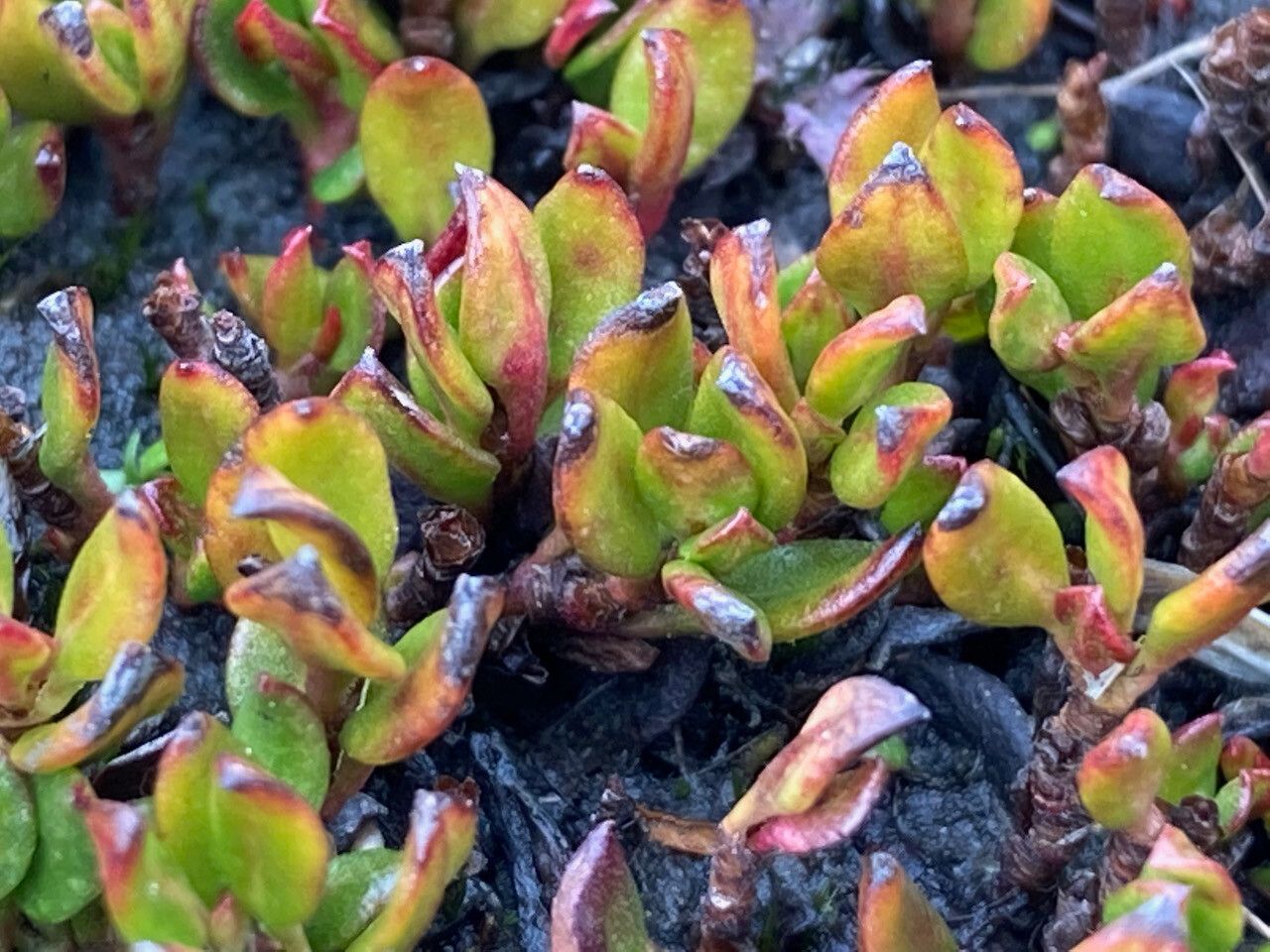 Muehlenbeckia volcanica leaf