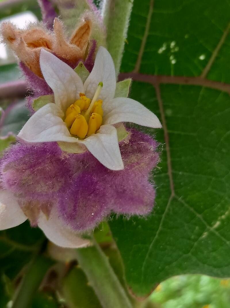 Solanum quitoense flower