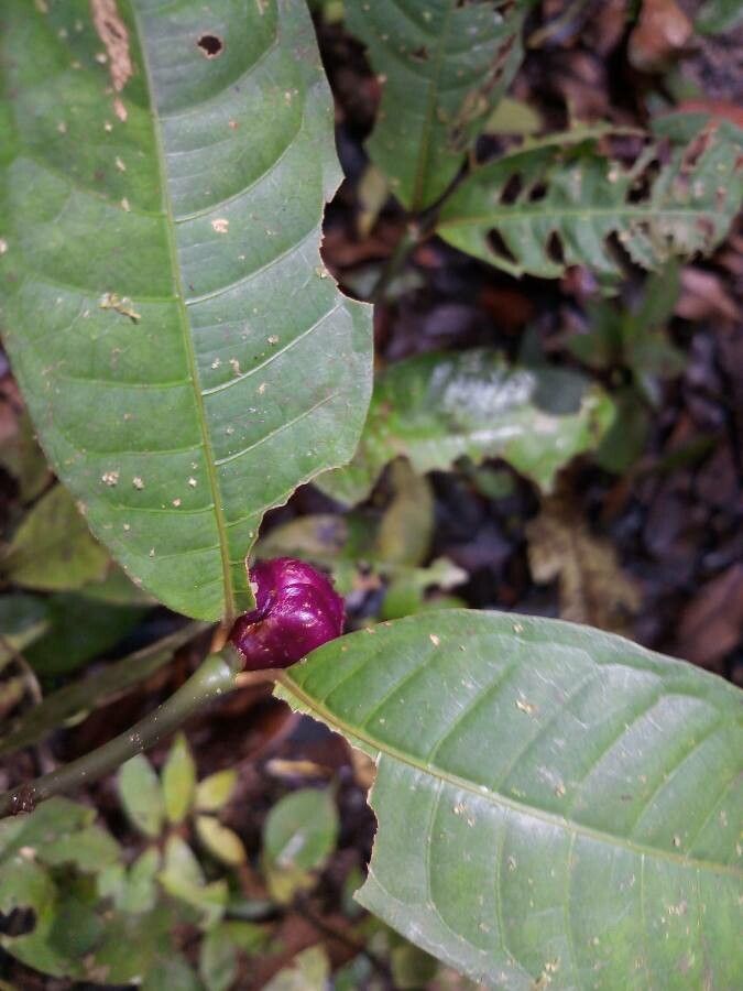 Palicourea apoda flower