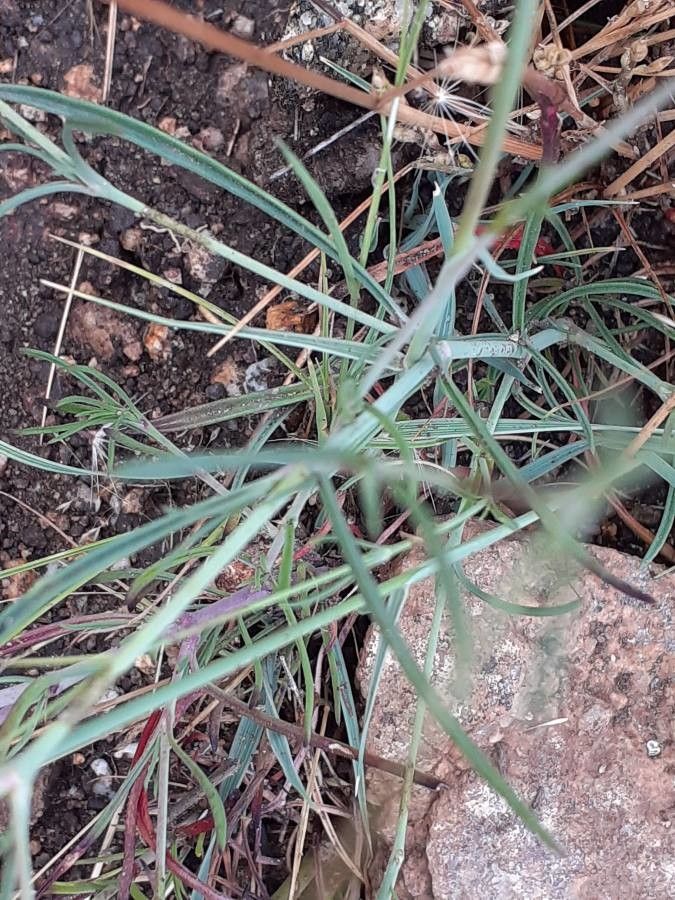 Silene portensis — houseplant care guide