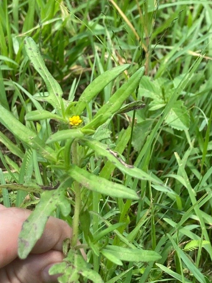 Melampodium sericeum — search result for 'Tropical regions of Central and South America'