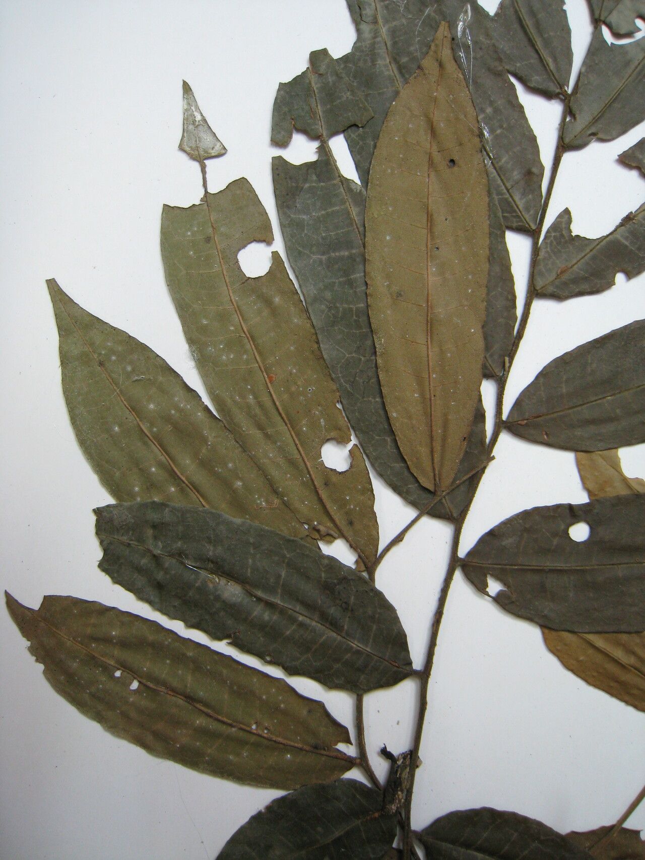 Trichilia quadrijuga other