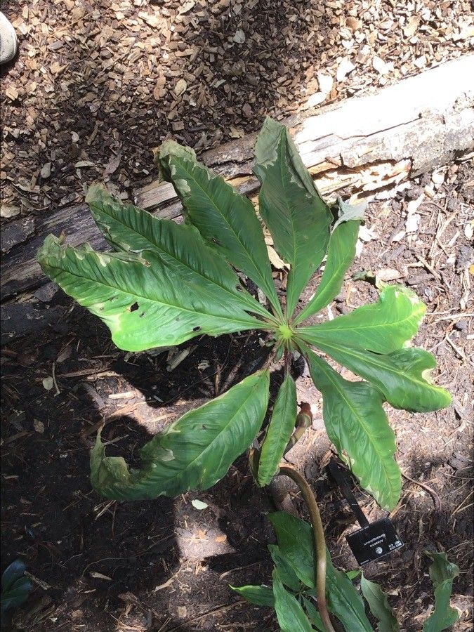 Arisaema consanguineum leaf
