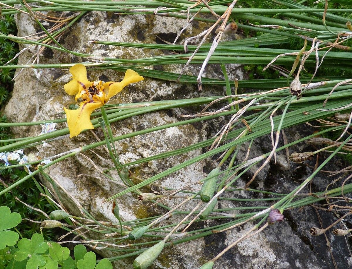 Cypella herbertii other