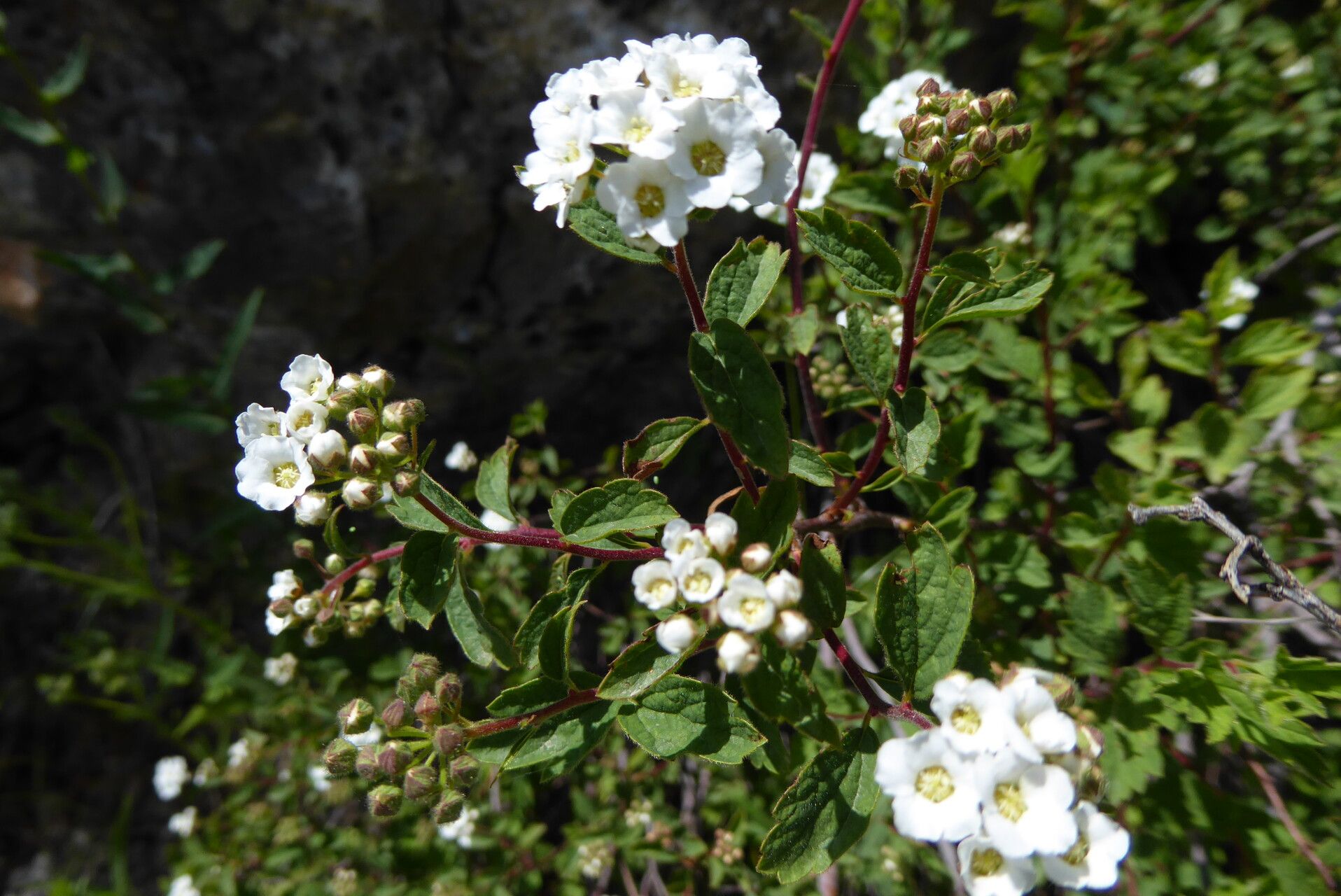 Spiraea pilosa — search result for 'Spiraea'