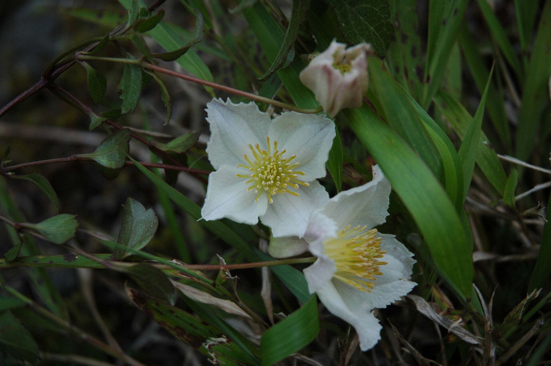 Clematis bojeri — search result for 'Clematis'